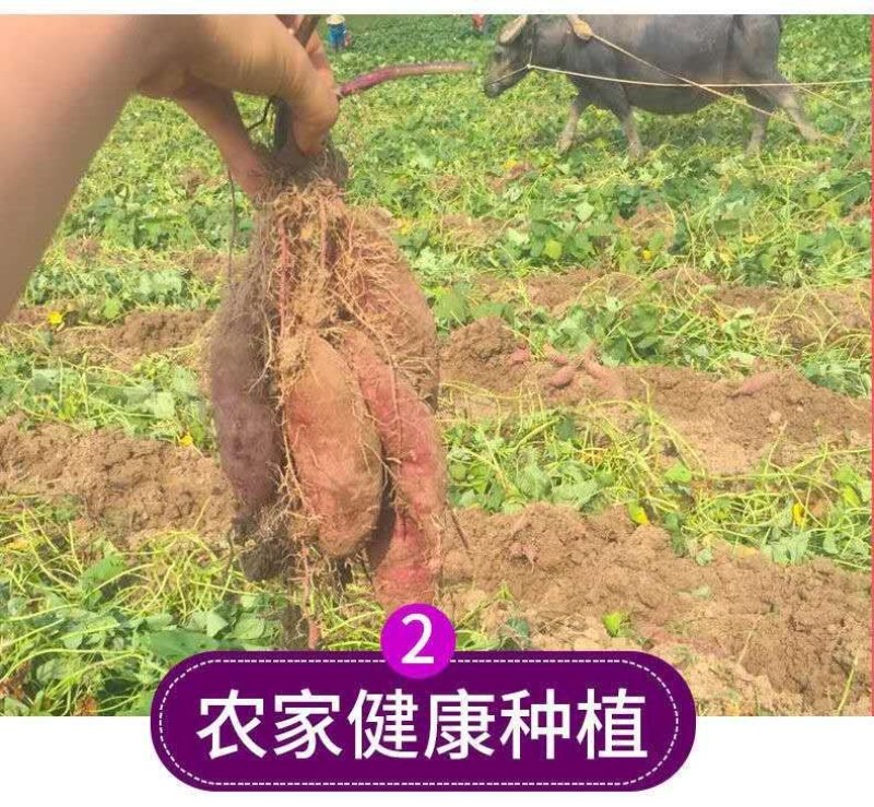 云南农家沙家地新鲜紫薯小番薯