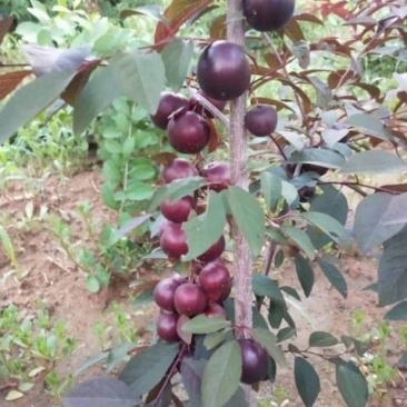 乔木黑钙果苗大量批发