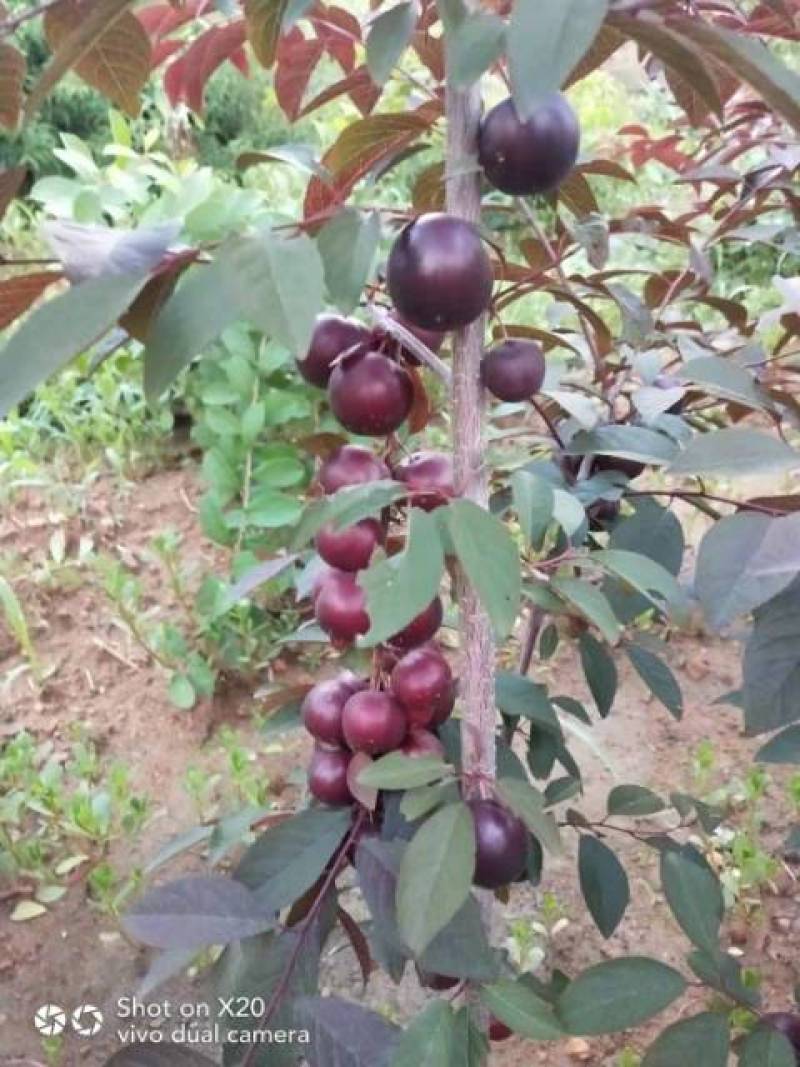 乔木黑钙果苗大量批发