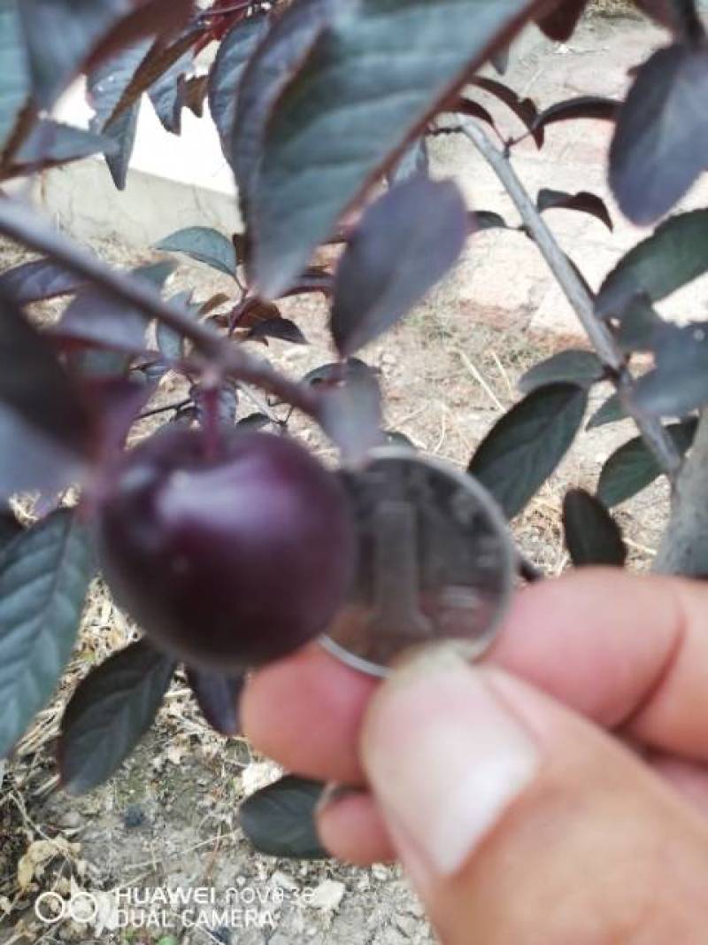 乔木黑钙果苗大量批发
