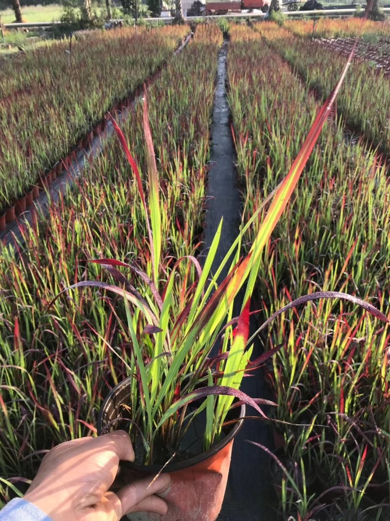 成都血草基地，双色杯血草，高25-35