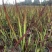 成都血草基地，双色杯血草，高25-35