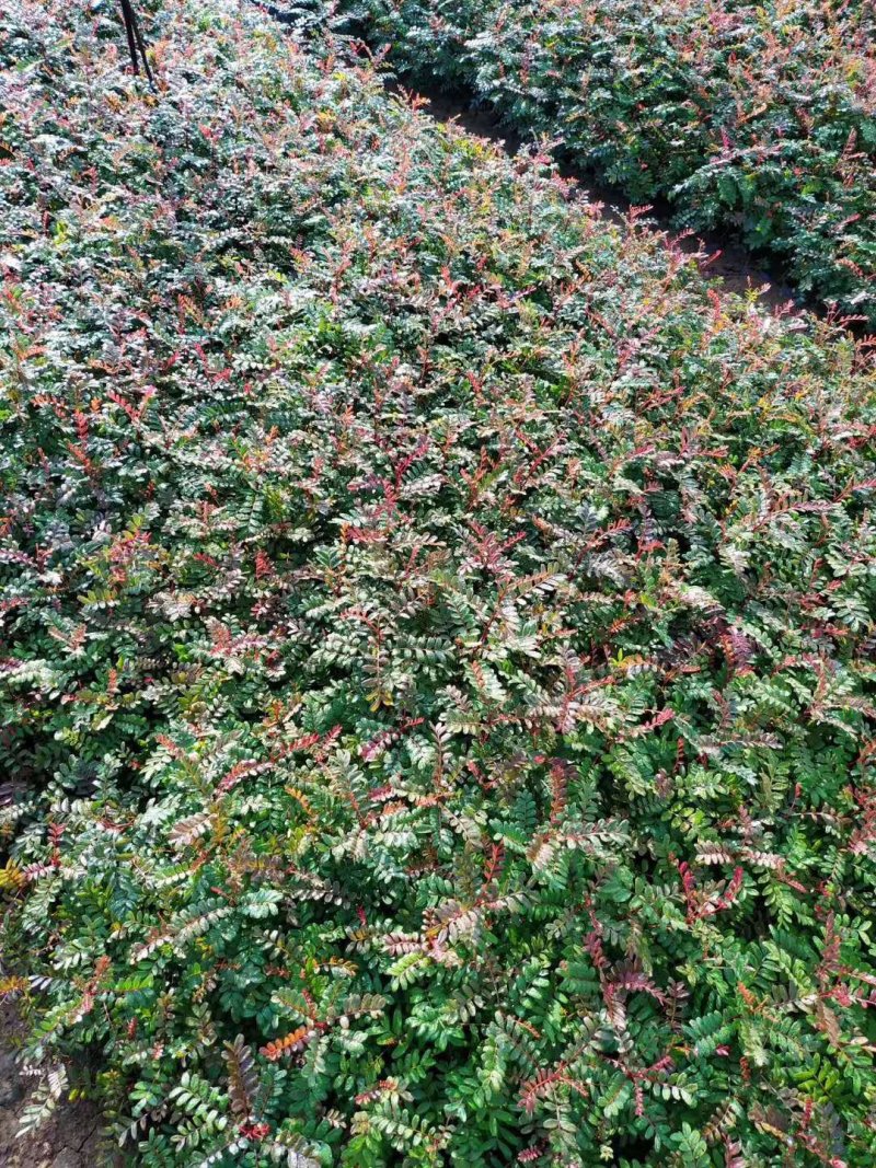 清香木苗，清香木，种苗，技术指导，放心苗