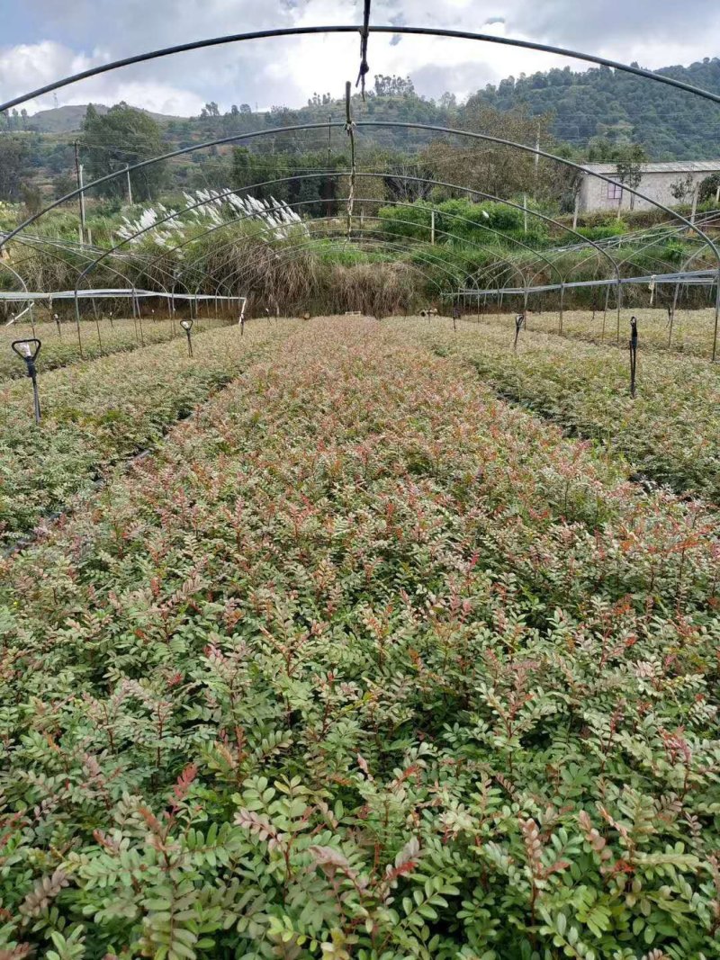 清香木苗，清香木，种苗，技术指导，放心苗