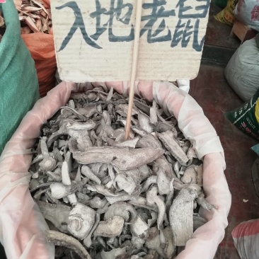 中药材入地老鼠，紫茉莉根批发加零售