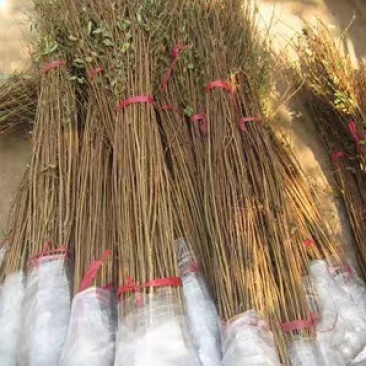 紫薇树苗庭院百日红红花紫薇花期超长工程苗木