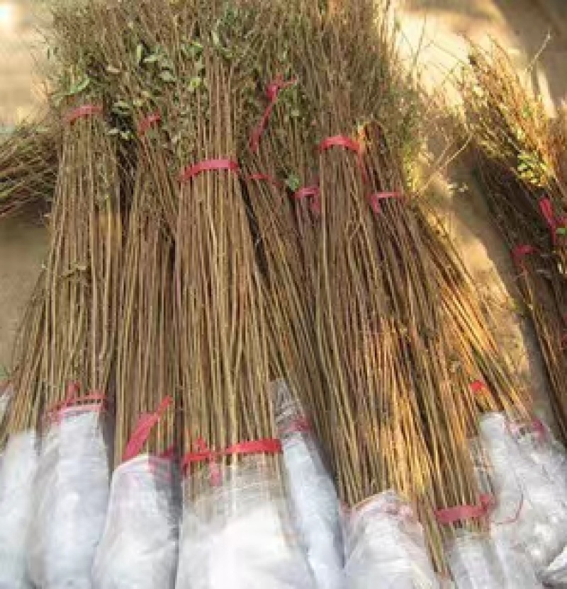 紫薇树苗庭院百日红红花紫薇花期超长工程苗木