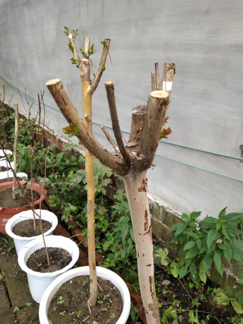紫薇树苗庭院百日红红花紫薇花期超长工程苗木