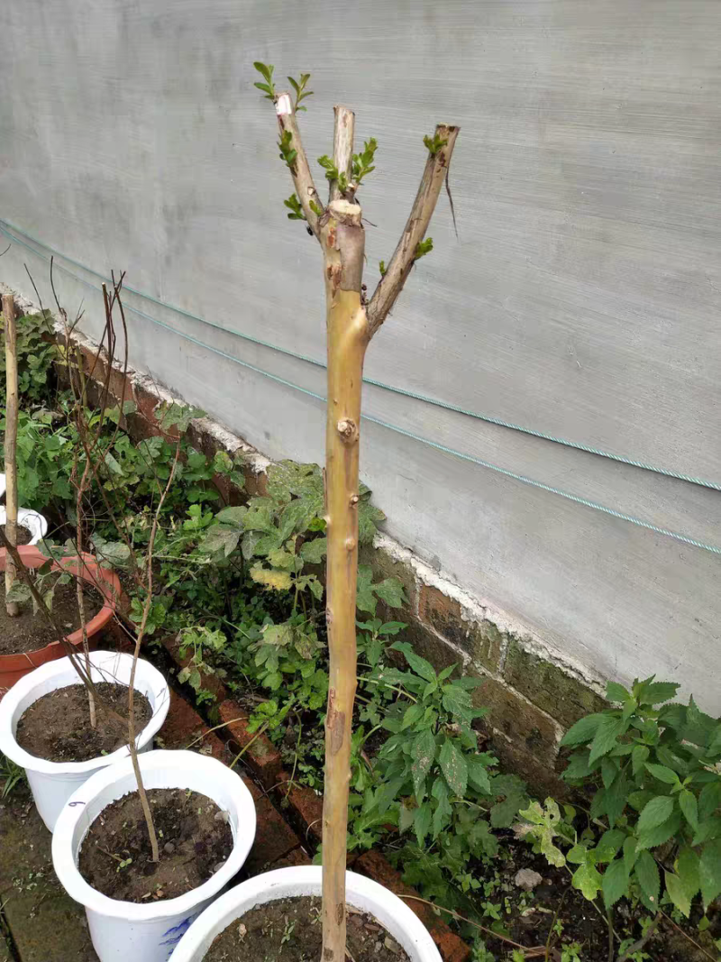 紫薇树苗庭院百日红红花紫薇花期超长工程苗木