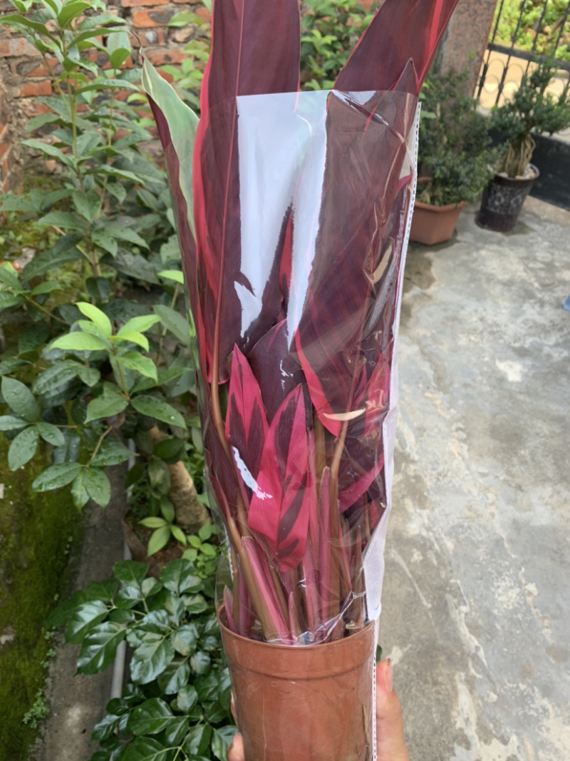 七彩竹芋，节花竹芋，菜叶竹芋，工程量大从优