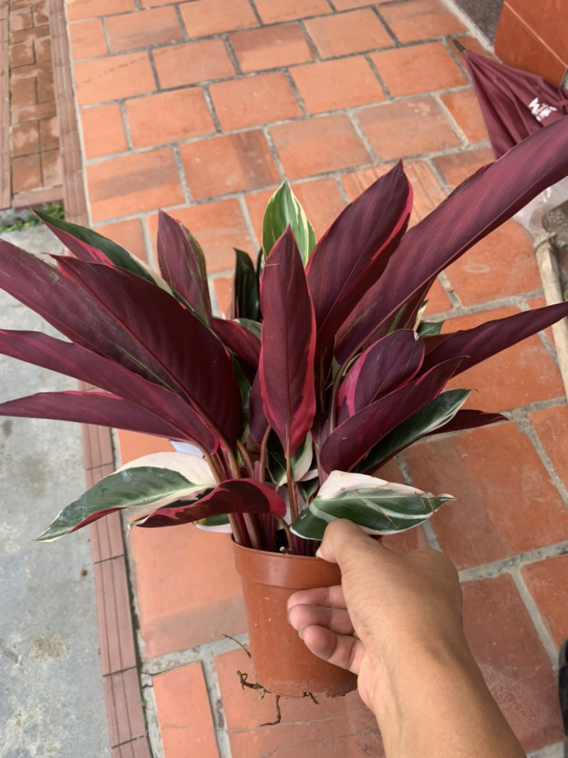 七彩竹芋，节花竹芋，菜叶竹芋，工程量大从优