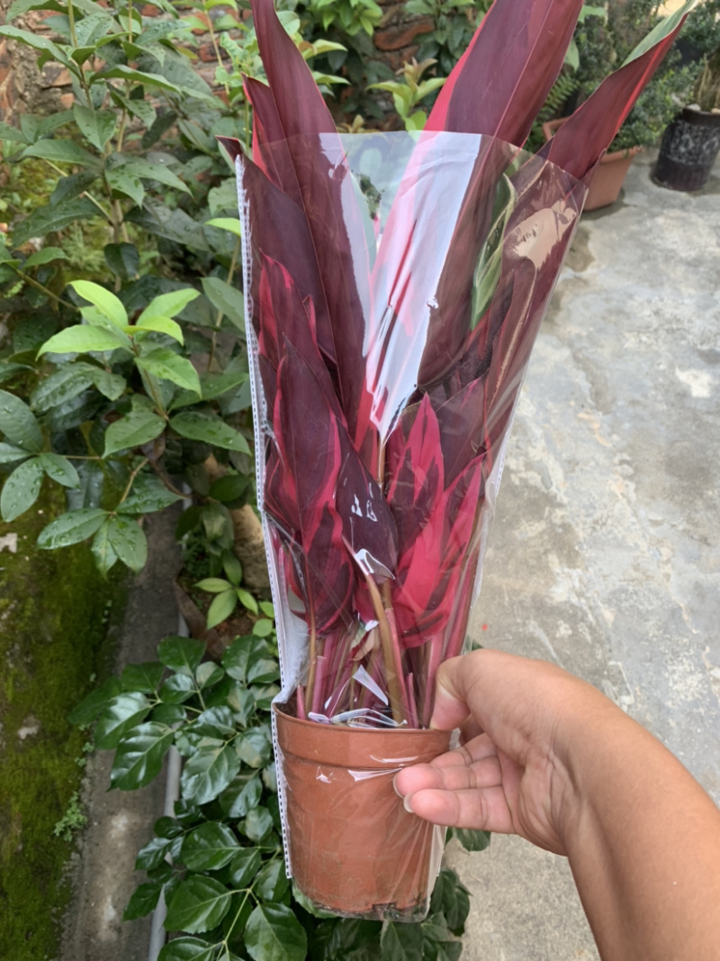 七彩竹芋，节花竹芋，菜叶竹芋，工程量大从优