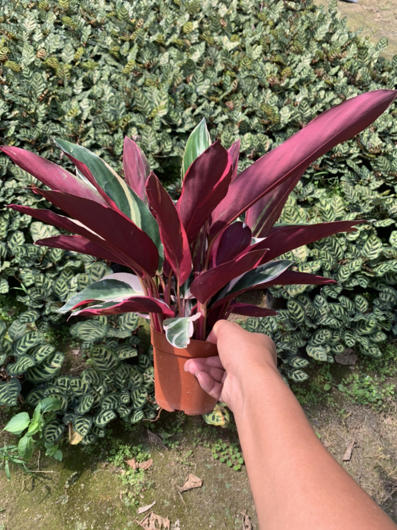 七彩竹芋，节花竹芋，菜叶竹芋，工程量大从优