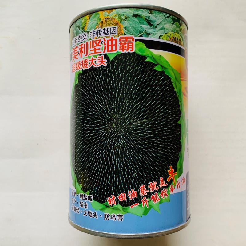 高油矮大头种子油葵种子向日葵种子大田出油高葵花籽蔬菜种孑