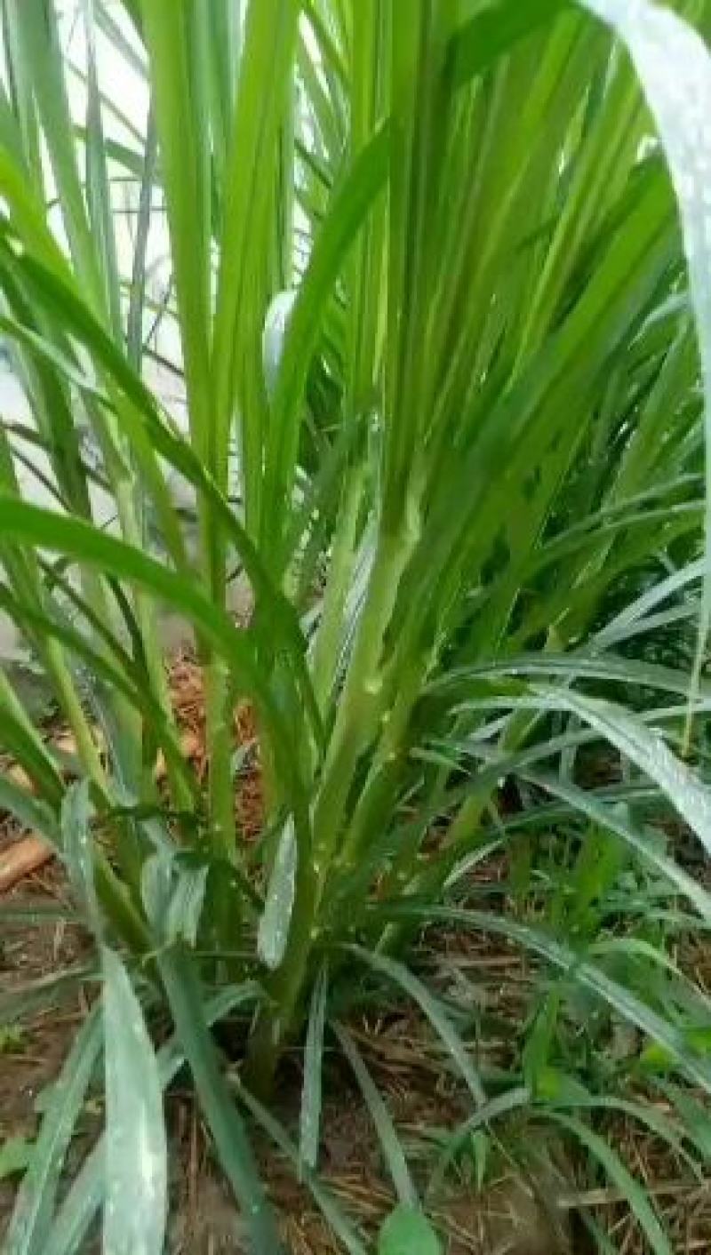 甜象草200节起发，种节都是当天现砍现发的，新鲜芽率
