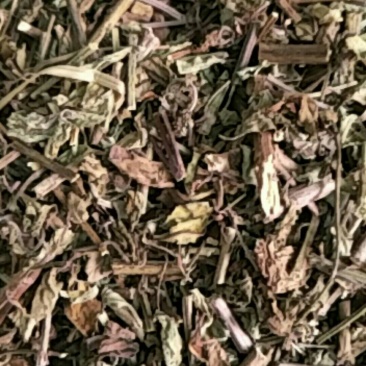 猫须草，常年批发供应中草药猫须草