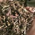 猫须草，常年批发供应中草药猫须草