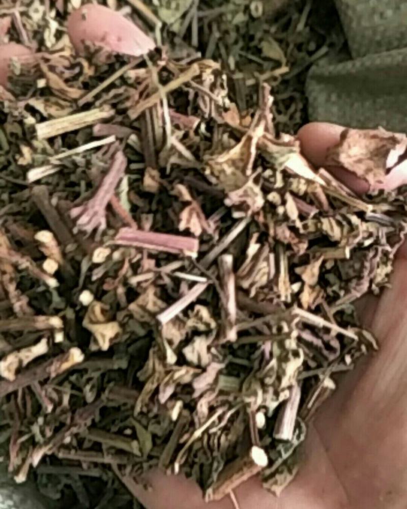 猫须草，常年批发供应中草药猫须草