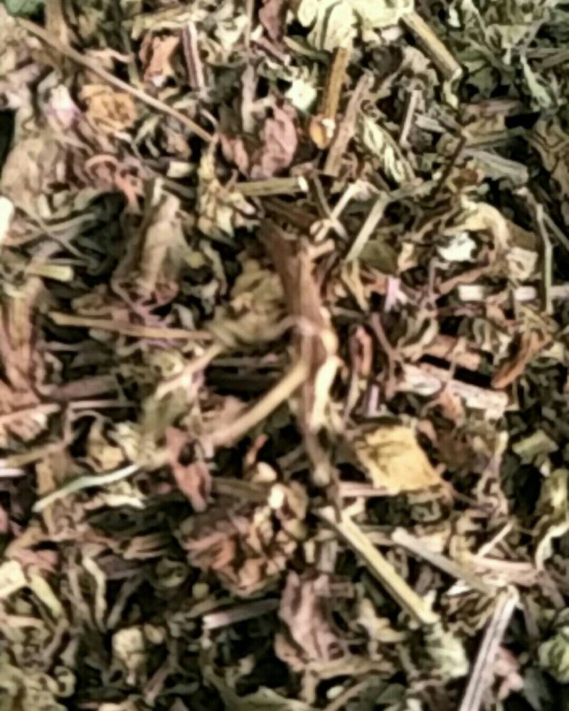 猫须草，常年批发供应中草药猫须草