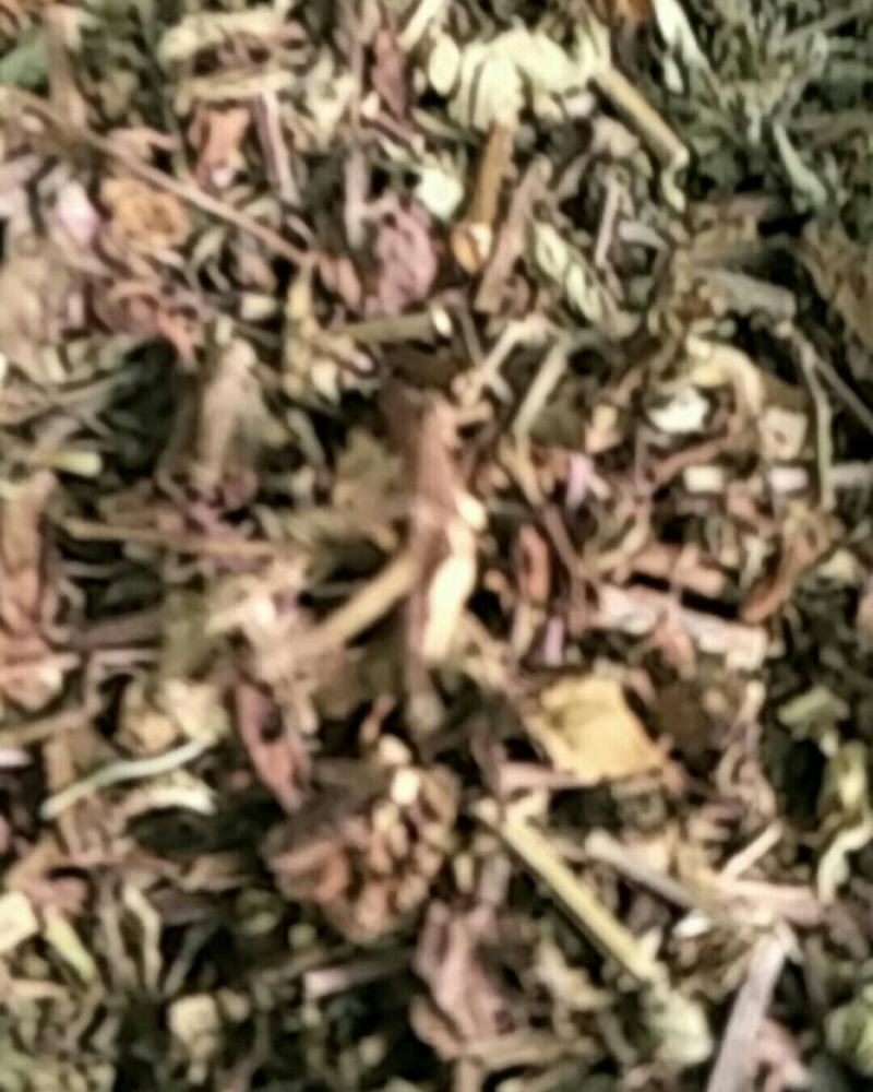 猫须草，常年批发供应中草药猫须草