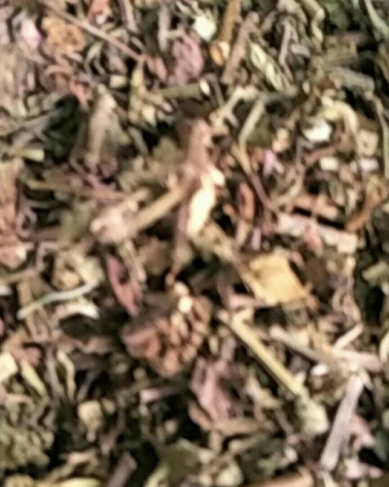 猫须草，常年批发供应中草药猫须草