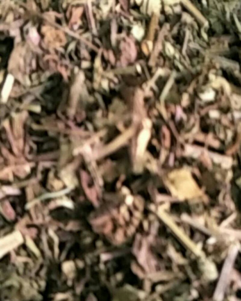 猫须草，常年批发供应中草药猫须草