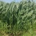 甜象草200节起发，种节都是当天现砍现发的，新鲜芽率