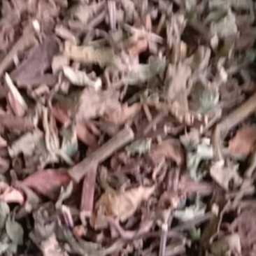 猫须草，常年批发供应冷背中药材，猫须草