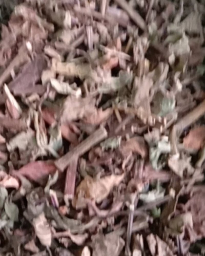 猫须草，常年批发供应冷背中药材，猫须草