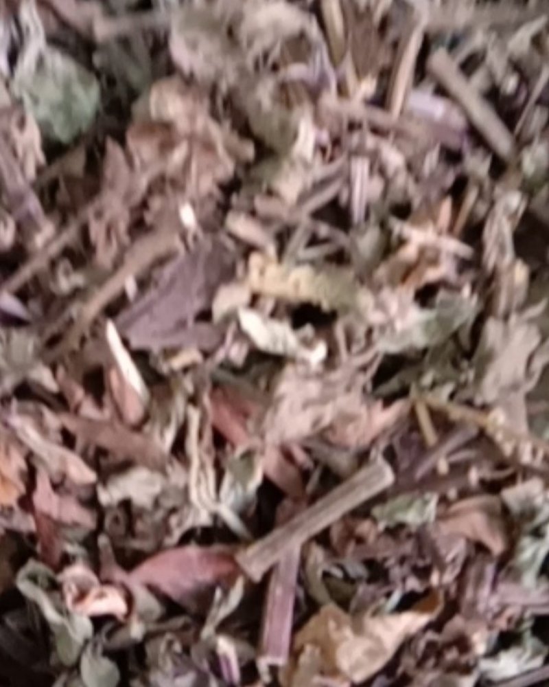 猫须草，常年批发供应冷背中药材，猫须草