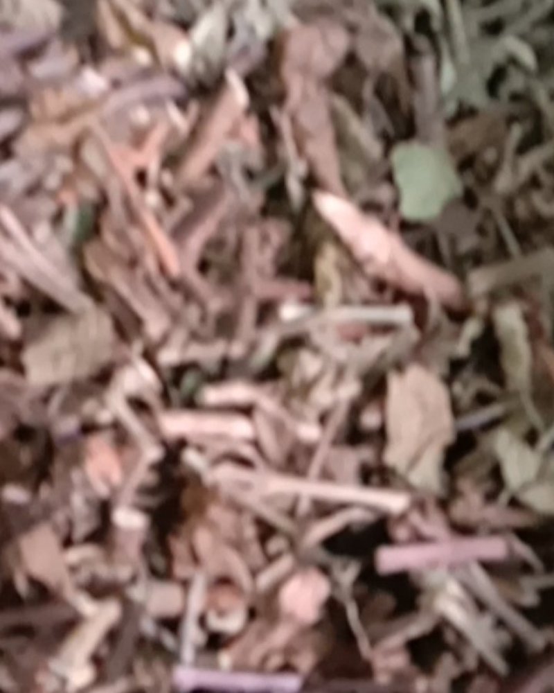 猫须草，常年批发供应冷背中药材，猫须草