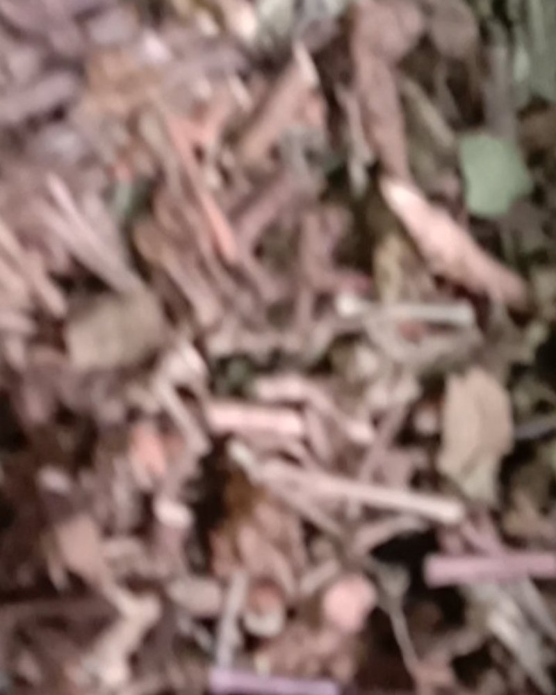 猫须草，常年批发供应冷背中药材，猫须草