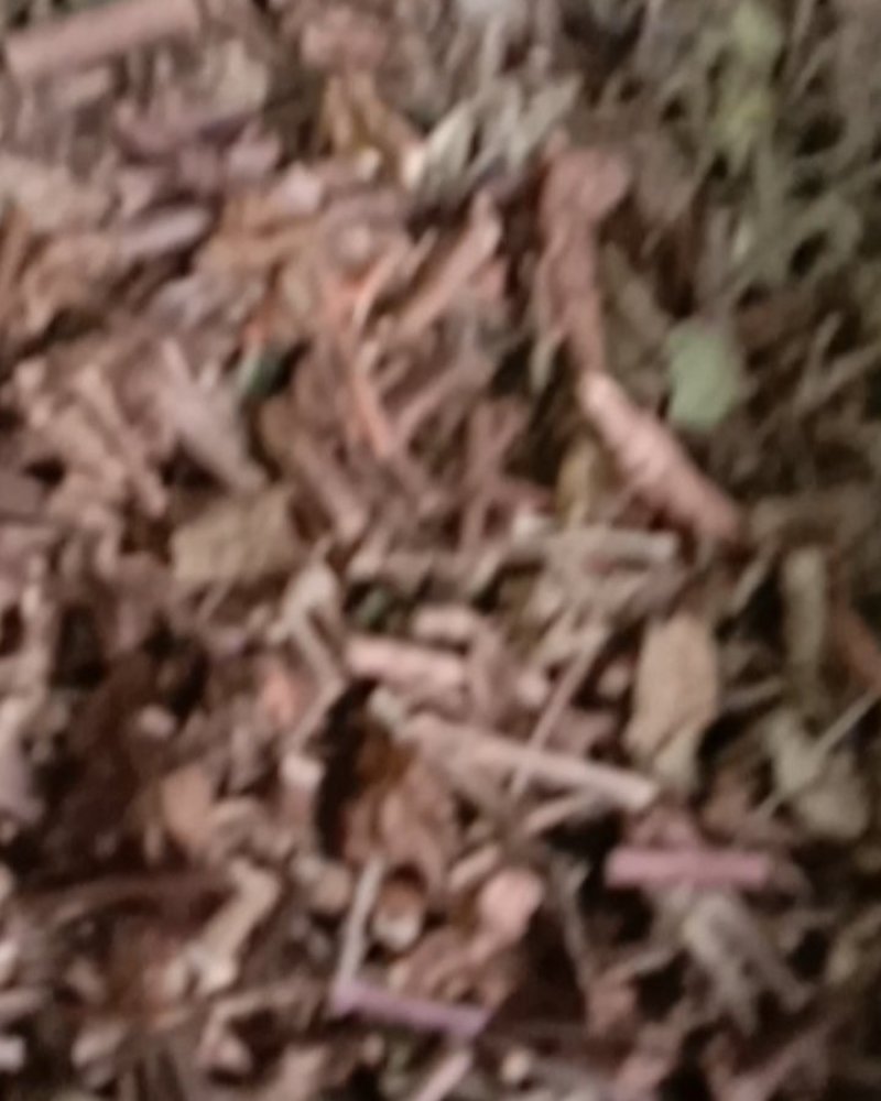 猫须草，常年批发供应冷背中药材，猫须草