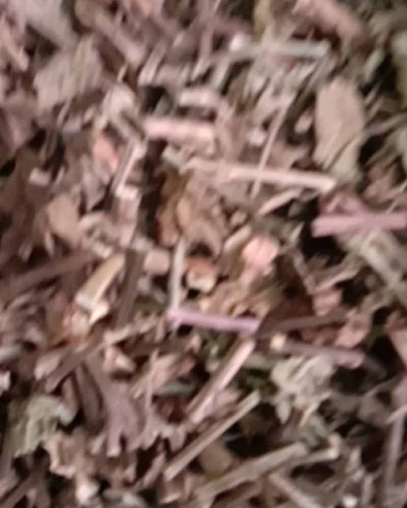 猫须草，常年批发供应冷背中药材，猫须草