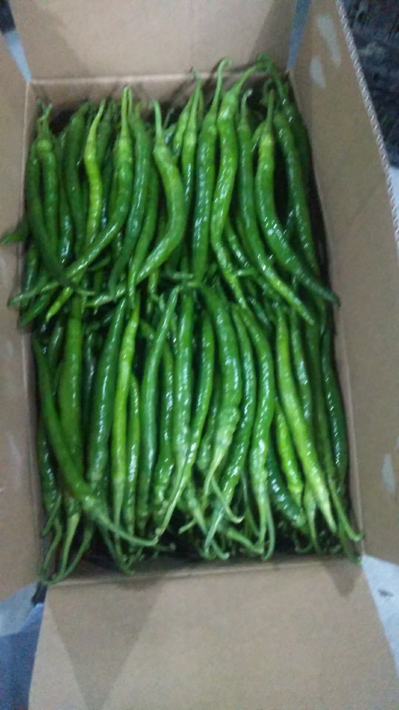 鲜辣椒，线椒，适合走市场，泡菜厂，量大从优。