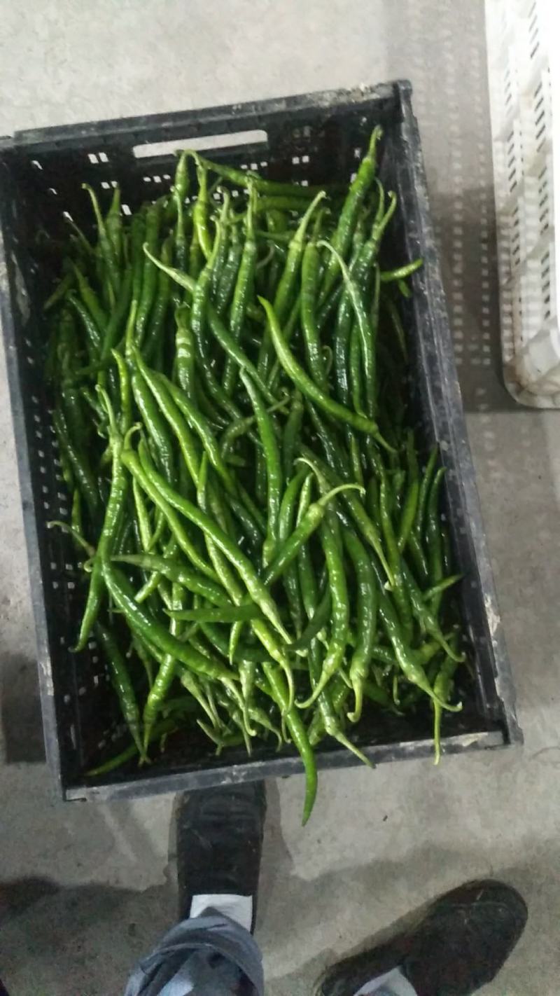 鲜辣椒，线椒，适合走市场，泡菜厂，量大从优。