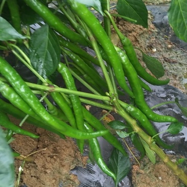 鲜辣椒，线椒，适合走市场，泡菜厂，量大从优。