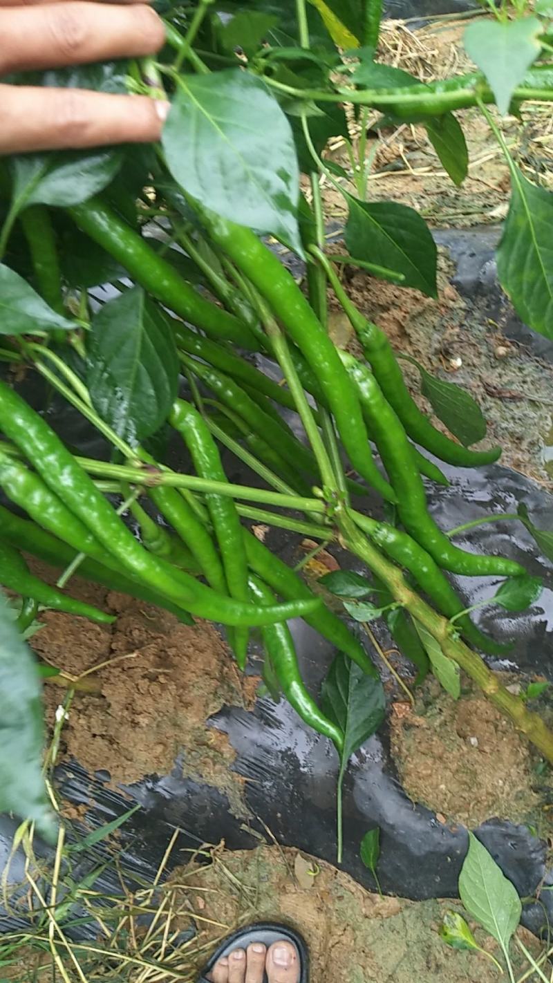 鲜辣椒，线椒，适合走市场，泡菜厂，量大从优。