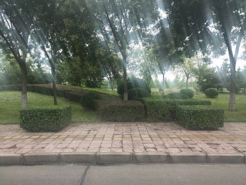 海州常山苗圃实拍海州常山海州常山价格