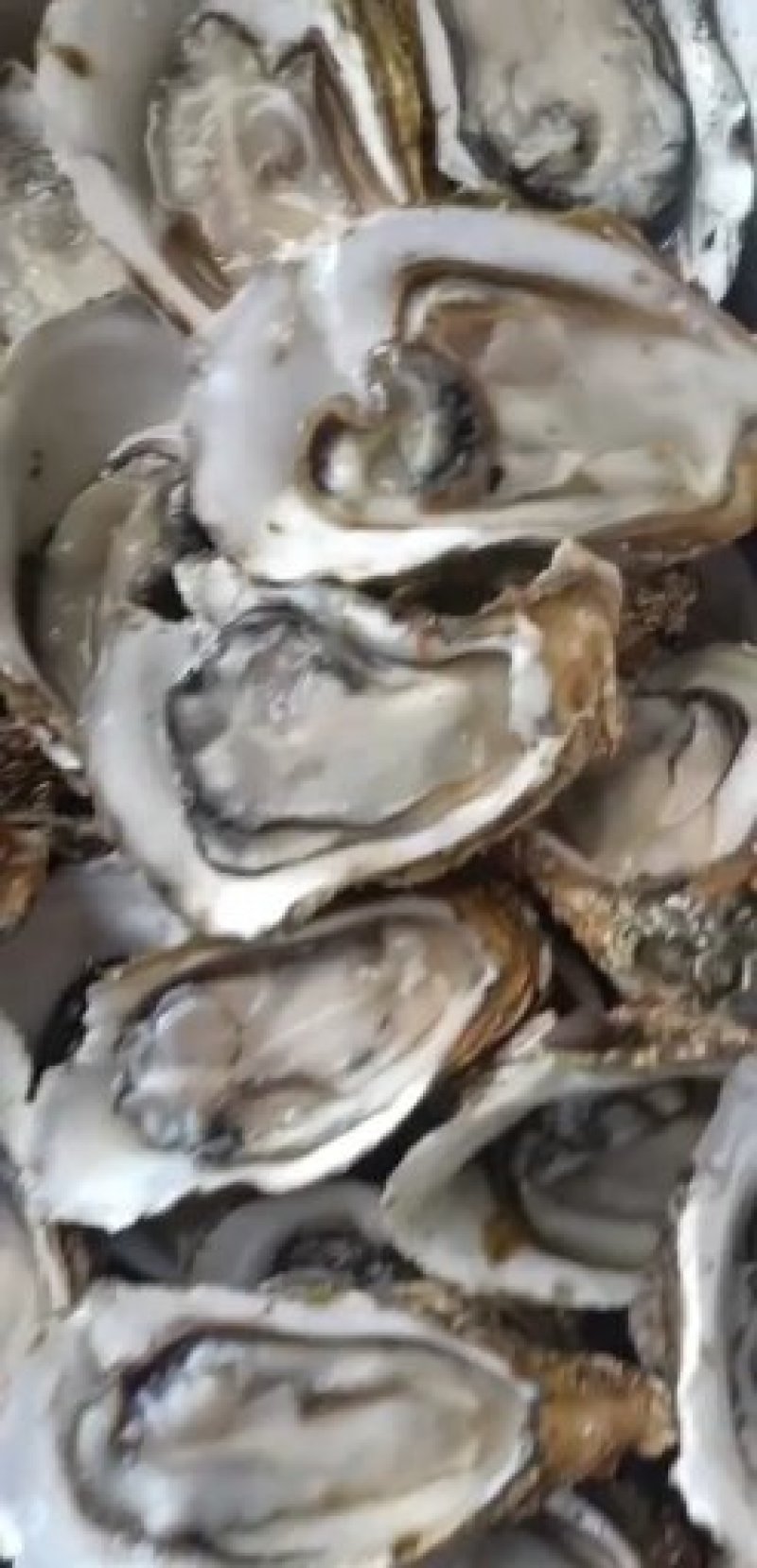 湛江肥蚝产地供应包肥场地现场视频一手货源。