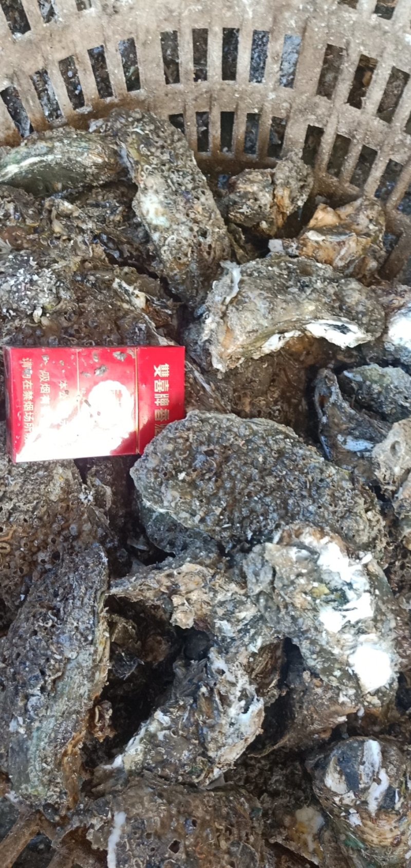 湛江肥蚝产地供应包肥场地现场视频一手货源。