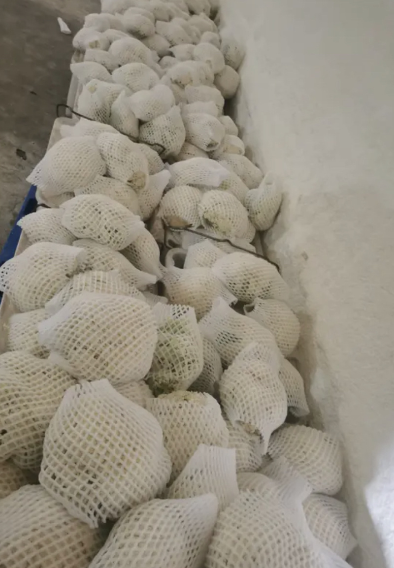 定西散花、青根松花、精品散花正在大量批发、装冷藏车发四川