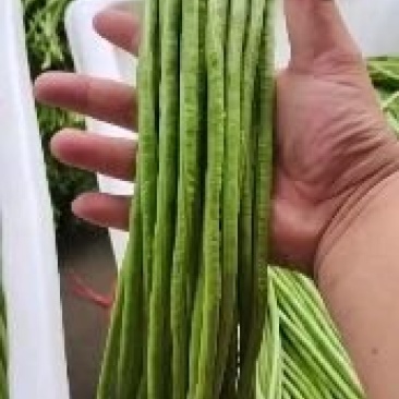 兰陵县长豆角大量上市中，欢迎广大老板前来洽谈采购