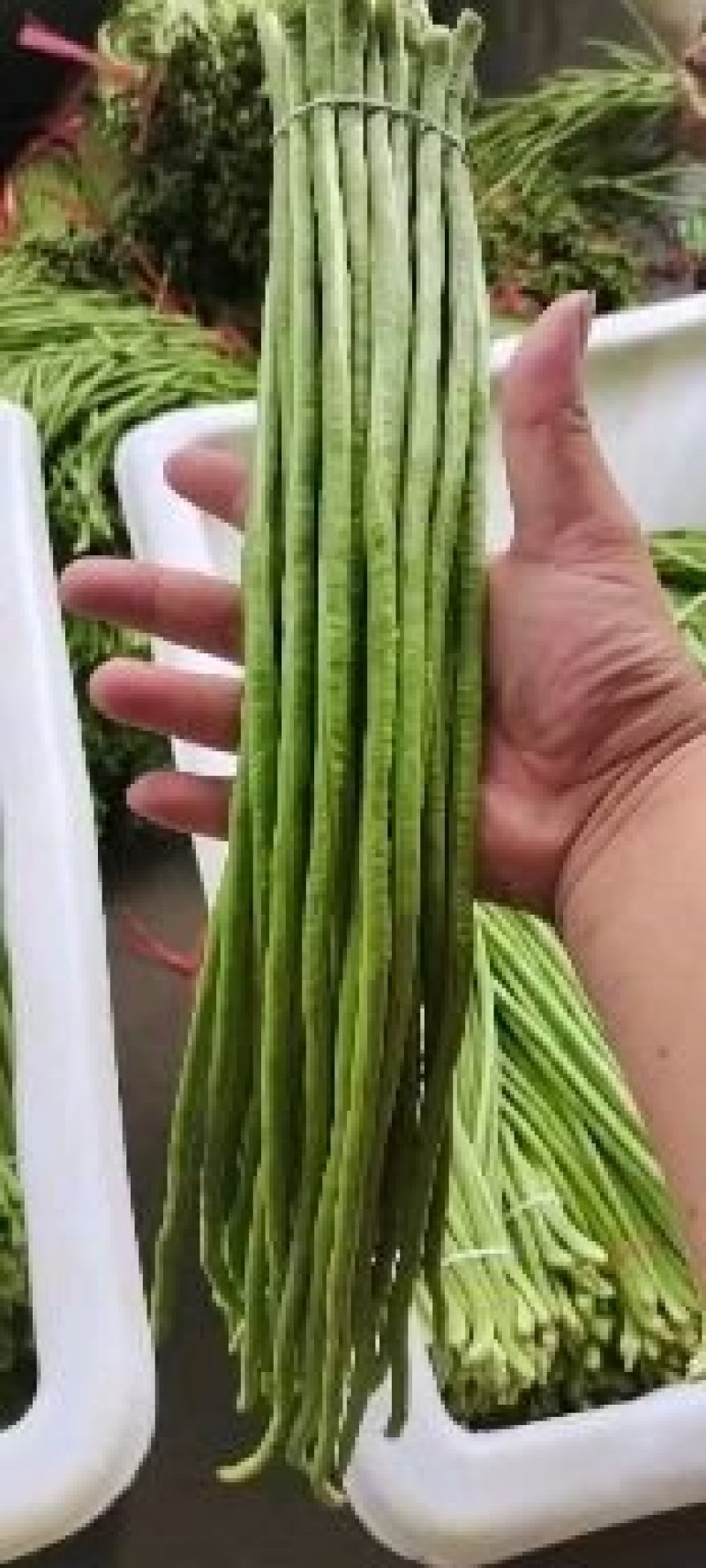 兰陵县长豆角大量上市中，欢迎广大老板前来洽谈采购