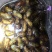 杜仲茶园知了猴大量供货