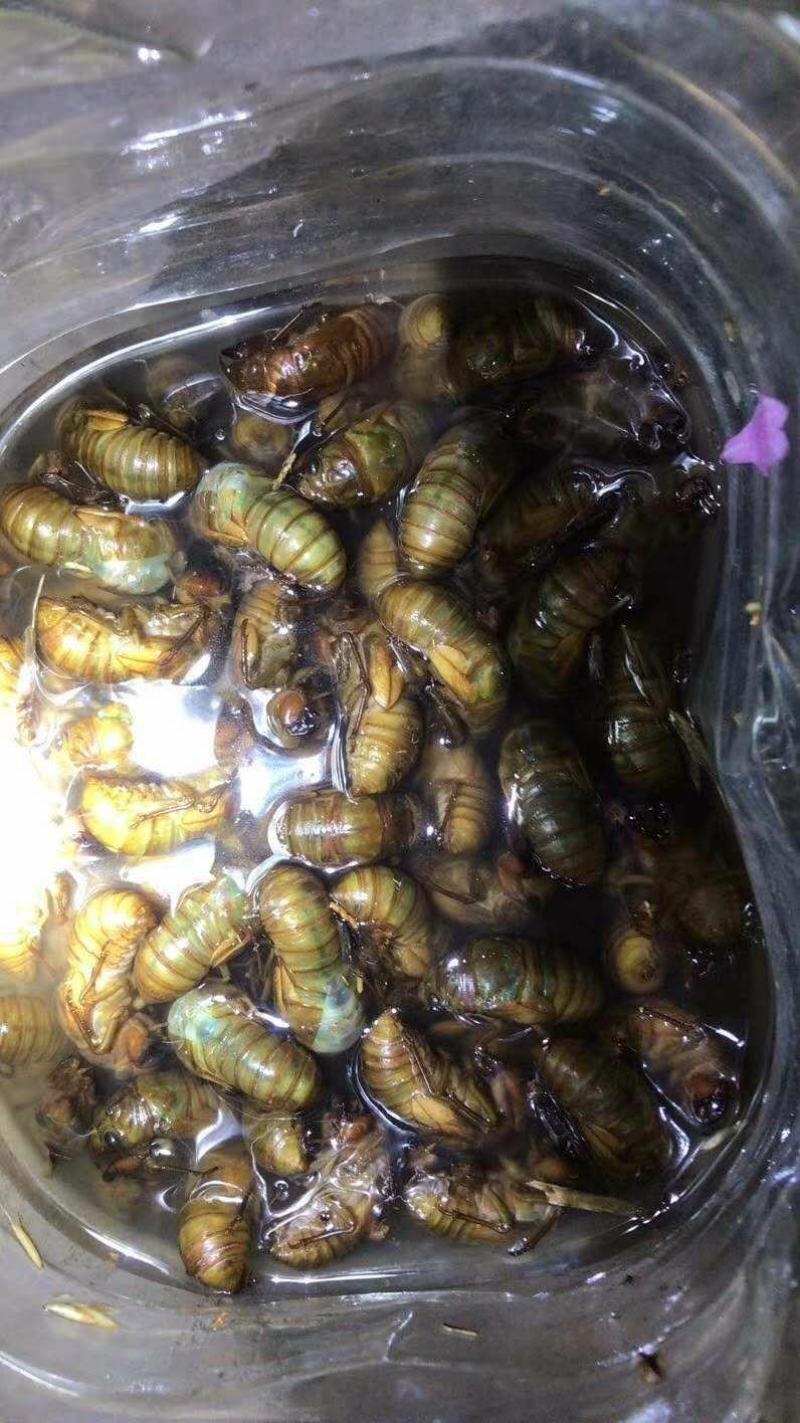 杜仲茶园知了猴大量供货