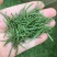 【纯芽绿茶】特级雀舌明前头采2022新茶香醇回甘好