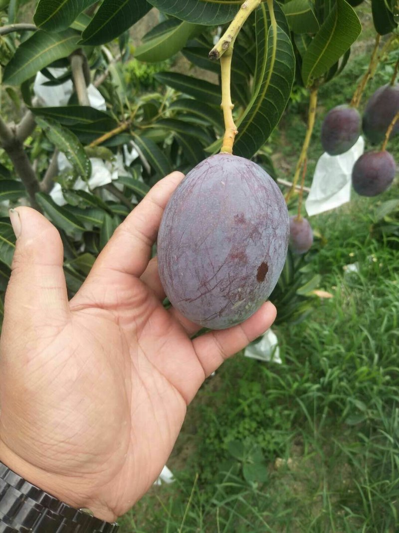 攀枝花凯特吉禄彩虹芒产地代办