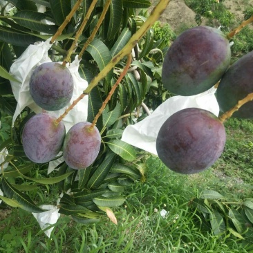 攀枝花凯特吉禄彩虹芒产地代办