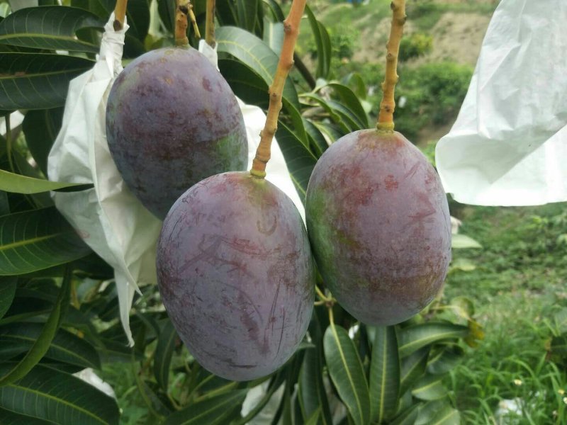 攀枝花凯特吉禄彩虹芒产地代办